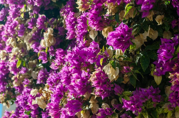 Detalhe Flores Bougainvillea Rosa Costa Mediterrânea Espanha — Fotografia de Stock