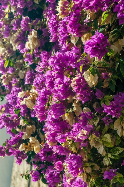 Detail Pink Bougainvillea Flowers Mediterranean Coast Spain — Fotografia de Stock