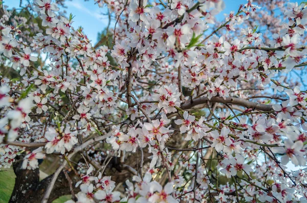 Mandelträd Blommar Våren Quinta Los Molinos Park Madrid Spanien — Stockfoto