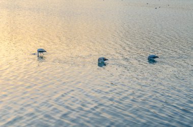 Doğal arka plan, Calpe, İspanya 'nın tuz gölünde flamingolar.