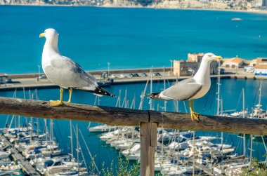 İspanya 'nın Calpe kentindeki Penon de Ifach Doğal Parkı' ndaki martılar.
