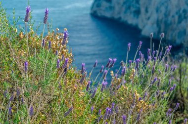 Penon de Ifach Doğal Parkı 'ndaki tipik Akdeniz bitkisi Calpe, Valensiyalı Topluluğu, İspanya