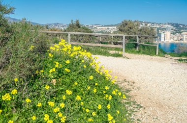 Penon de Ifach Doğal Parkı 'ndaki tipik Akdeniz bitkisi Calpe, Valensiyalı Topluluğu, İspanya