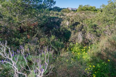 Penon de Ifach Doğal Parkı 'ndaki tipik Akdeniz bitkisi Calpe, Valensiyalı Topluluğu, İspanya