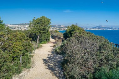 Penon de Ifach Doğal Parkı 'ndaki tipik Akdeniz bitkisi Calpe, Valensiyalı Topluluğu, İspanya