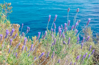 Penon de Ifach Doğal Parkı 'ndaki tipik Akdeniz bitkisi Calpe, Valensiyalı Topluluğu, İspanya