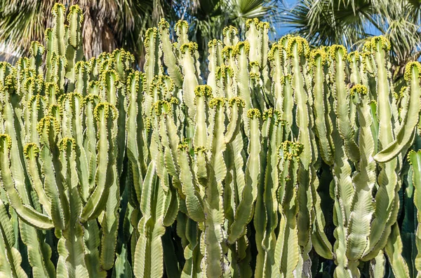 Φυσικό Φόντο Λεπτομέρεια Αφρικανικής Μηλιάς Euphorbia Trigona — Φωτογραφία Αρχείου