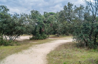Avrupa 'nın en iyi korunmuş Akdeniz ormanlarından biri olan Madrid, İspanya' da büyük bir orman olan Monte el Pardo manzarası