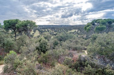 Avrupa 'nın en iyi korunmuş Akdeniz ormanlarından biri olan Madrid, İspanya' da büyük bir orman olan Monte el Pardo manzarası