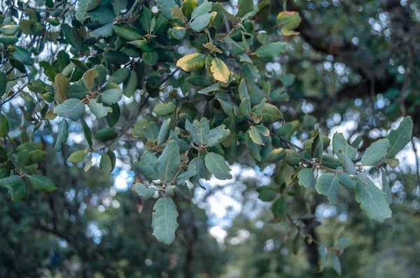 Fondo Natural Detalle Las Ramas Encina — Foto de Stock