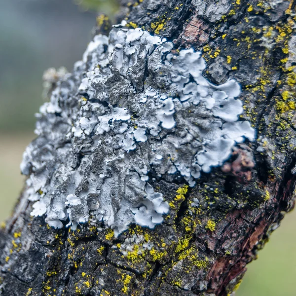 Natural Background Lichens Tree Bark — Stock Photo, Image