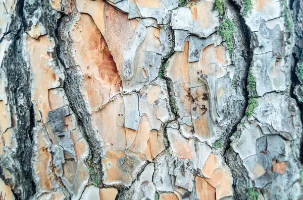 Textured Image Tree Bark Natural Background — Stock Photo, Image