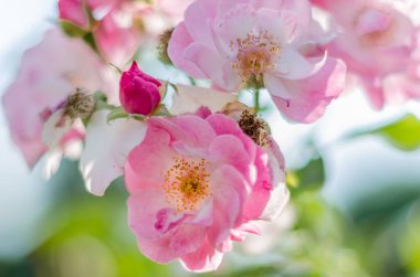 Beautiful roses in blossom in a garden, summer background