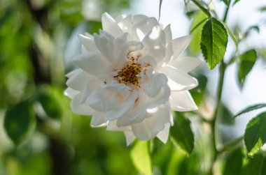 Beautiful roses in blossom in a garden, summer background