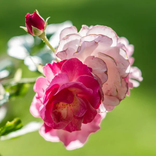 Beautiful Roses Blossom Garden Summer Background — Stock fotografie