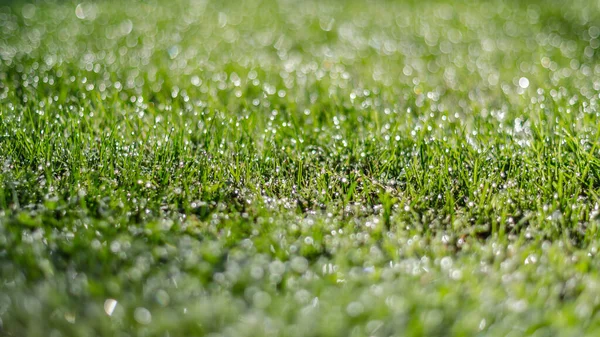 Dew Drops Grass Natural Background — Stock Photo, Image