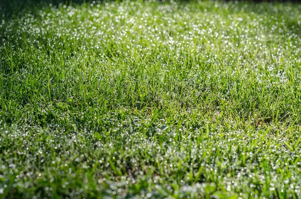 Капли Росы Траве Естественный Фон — стоковое фото