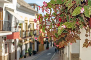 Estepona 'nın merkezinde dar sokaklar, tipik Endülüs kasabası, İspanya' nın güneyindeki Costa del Sol eyaletinde bulunan renkli saksılarla süslenmiş beyaz evler.
