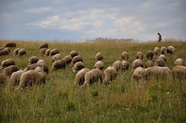 Shepherd with sheep on pasture — Stock Photo, Image