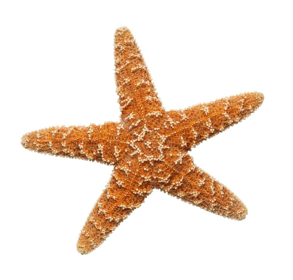 Estrella de mar — Foto de Stock