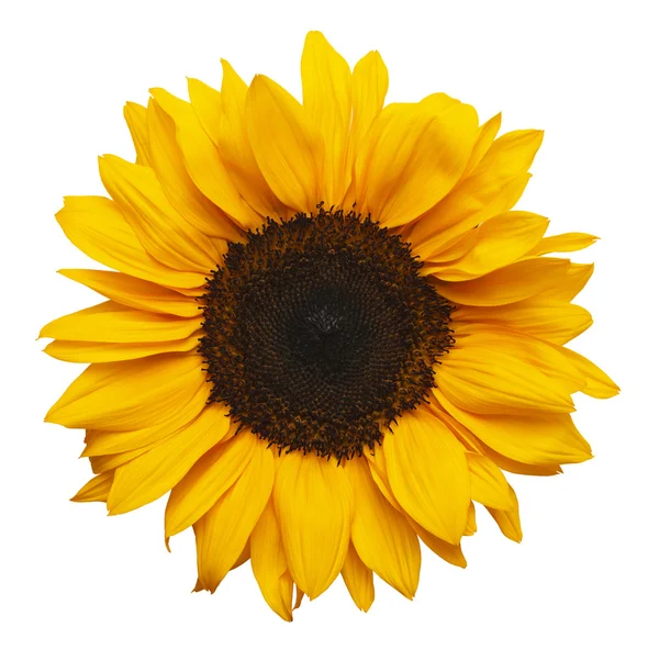 Sun flower — Stockfoto