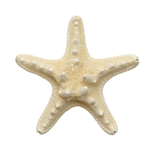 Peixe branco estrela — Fotografia de Stock