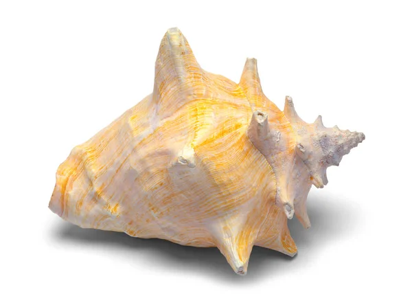 Orange Conch Shell Cut Out White — Stock Photo, Image