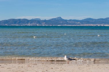 Martılar, deniz ve sahil Arenal, Mayorka, İspanya