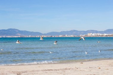 Martılar, deniz ve sahil Arenal, Mayorka, İspanya