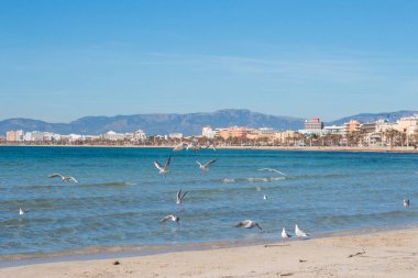 Martılar, deniz ve sahil Arenal, Mayorka, İspanya