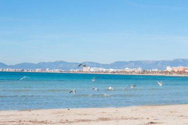 Martılar, deniz ve sahil Arenal, Mayorka, İspanya