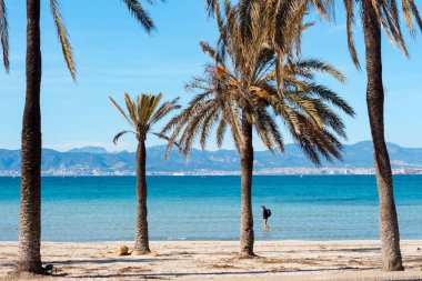Arenal, Mayorka, İspanya sahillerinde turist ve palmiyeler