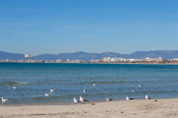 Martılar, deniz ve sahil Arenal, Mayorka, İspanya