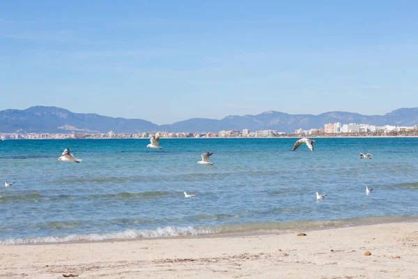 Martılar, deniz ve sahil Arenal, Mayorka, İspanya