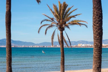 Arenal, Mayorka, İspanya sahillerinde Palmiyeler ve Akdeniz