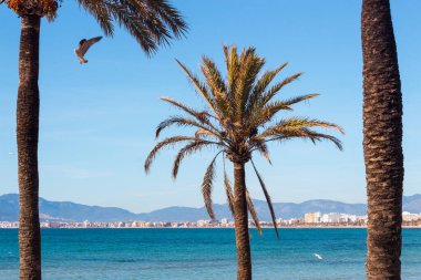 Arenal, Mayorka, İspanya sahillerinde Palmiyeler ve Akdeniz