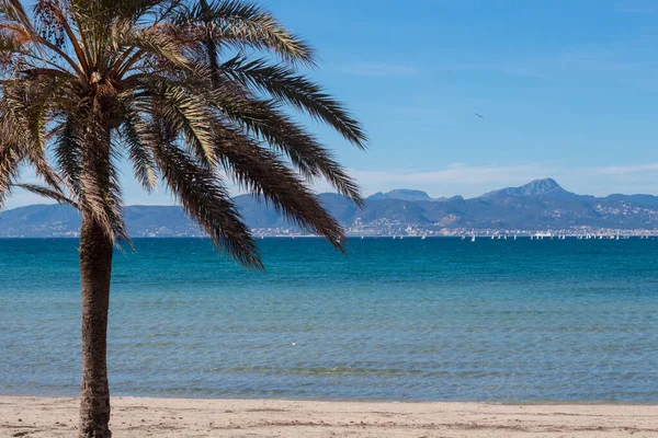 Arenal, Mayorka, İspanya sahillerinde Palm ve Akdeniz