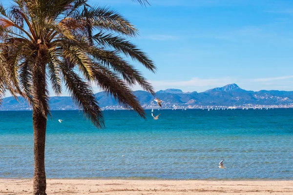 Arenal, Mayorka, İspanya sahillerinde Palm ve Akdeniz