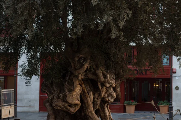 Вік Оливкового Дерева Пальмі Мальорці — стокове фото