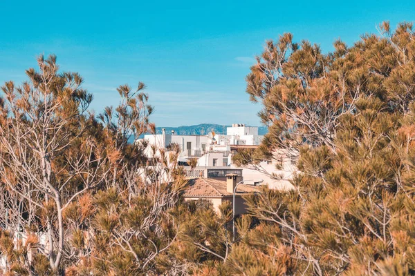 Alberi Vista Panoramica Edifici Palma Maiorca Arancione Verde Acqua — Foto Stock