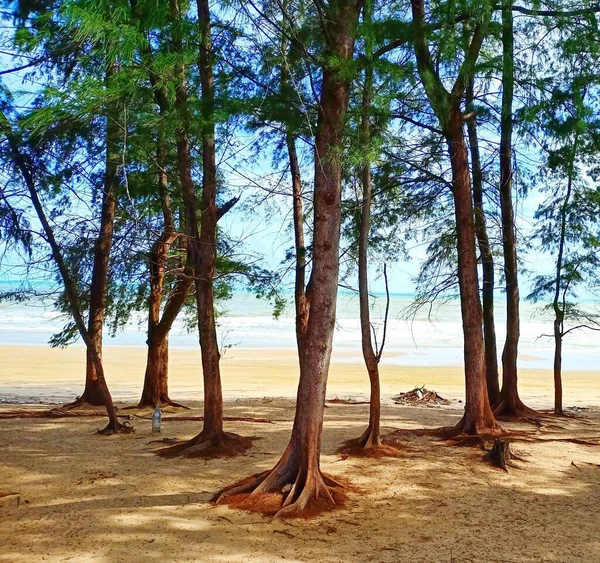 Kiefernwälder Neben Den Weißen Sandstränden Meer Und Das Helle Wetter — Stockfoto