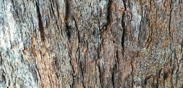 Old Wood Background Bark Texture Pattern Bark Pattern Seamless Texture — Stockfoto