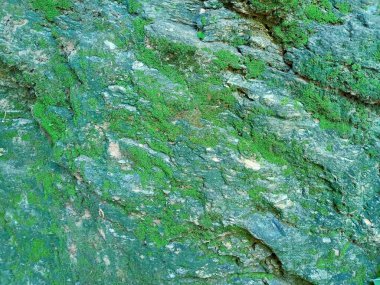 Yosun ormanı, taştaki yosun dokusu, yosun arkaplan, yosun kayaları..