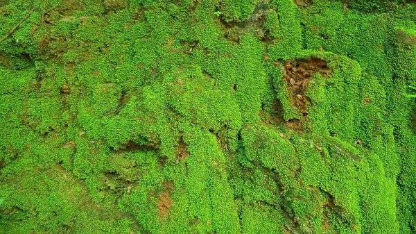 Moss Forest Moss Texture Stone Moss Background Moss Rocks — ストック写真