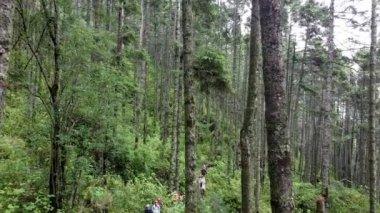Ormana giden bir grubun insansız hava aracı görüntüsü.
