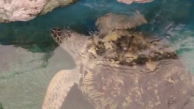 deniz kaplumbağası akvaryum