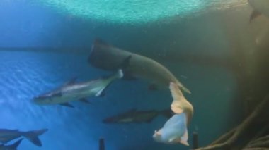 akvaryum tatlı su balıkları