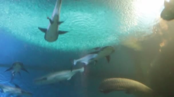 Süßwasserfische im Aquarium — Stockvideo