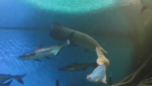 Poissons d'eau douce en aquarium 