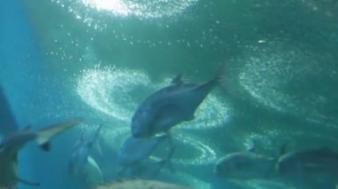 Akvaryumdaki deniz balığı